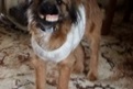 My Grandma's dog stole her false teeth!
